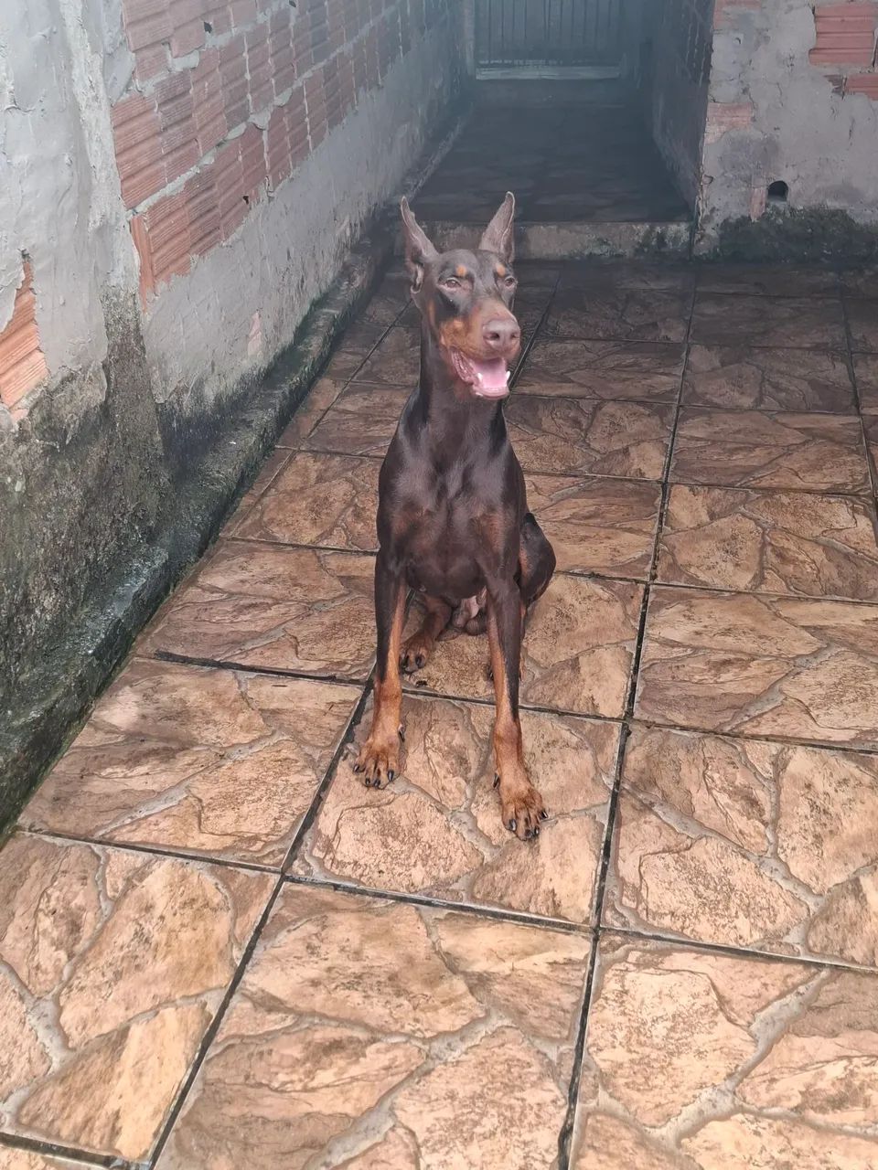 DOBERMAN EUROPEU<br>