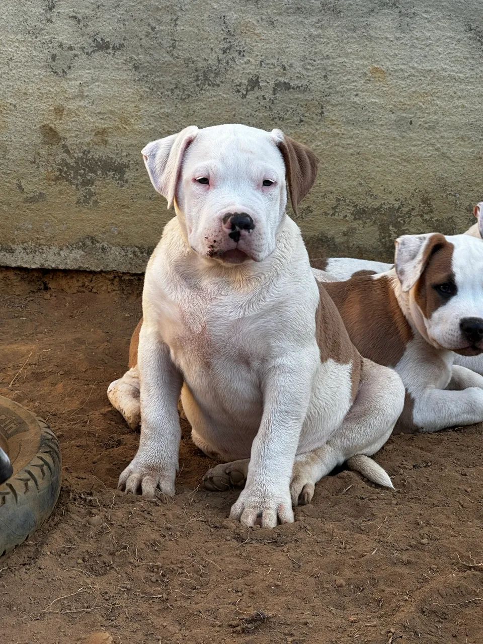 Pit monster com pedigree  - Foto 2