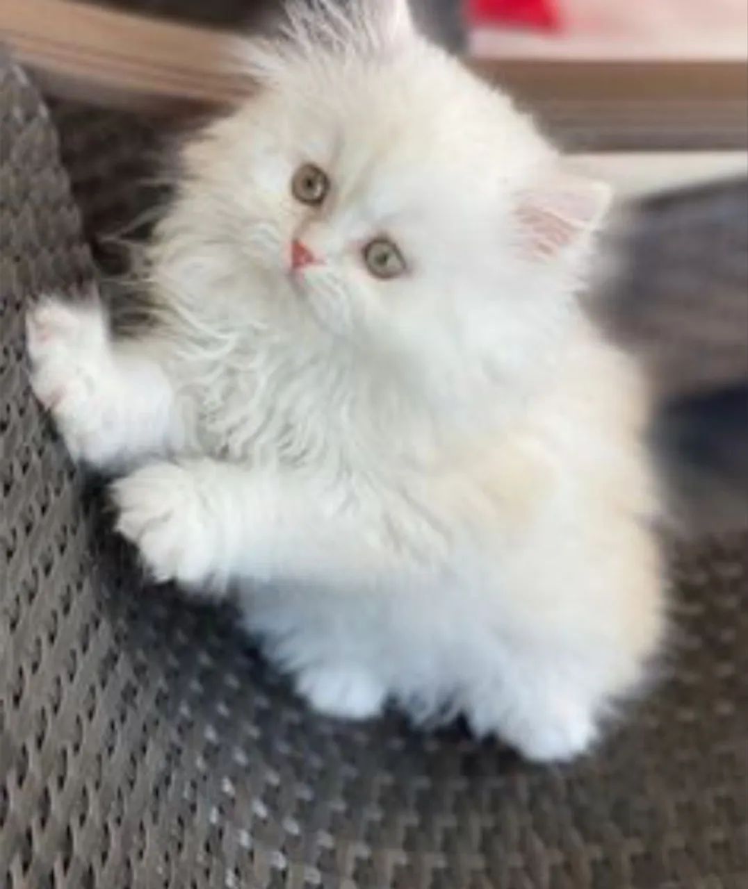 Gato Persa 