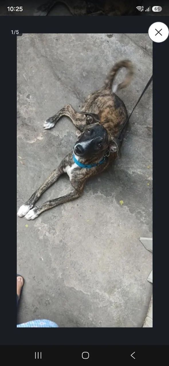 Cadela pra doar 