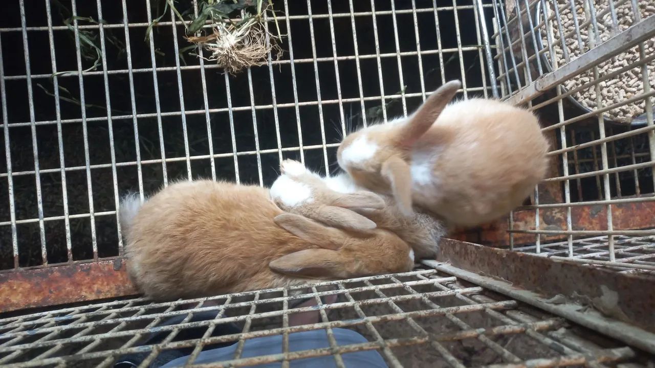 Vendo coelhos - Foto 4