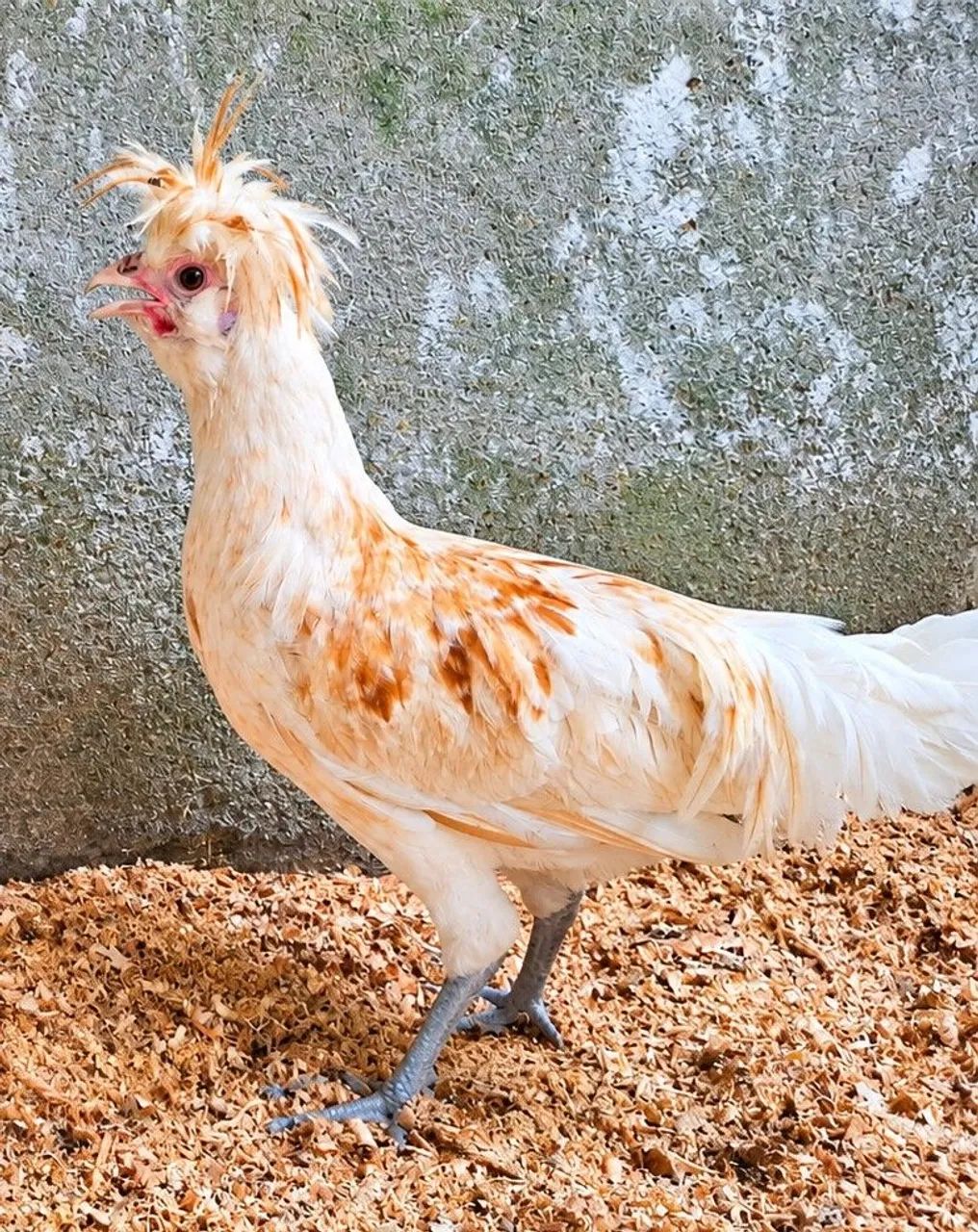 Franguinho polonês  - Foto 3