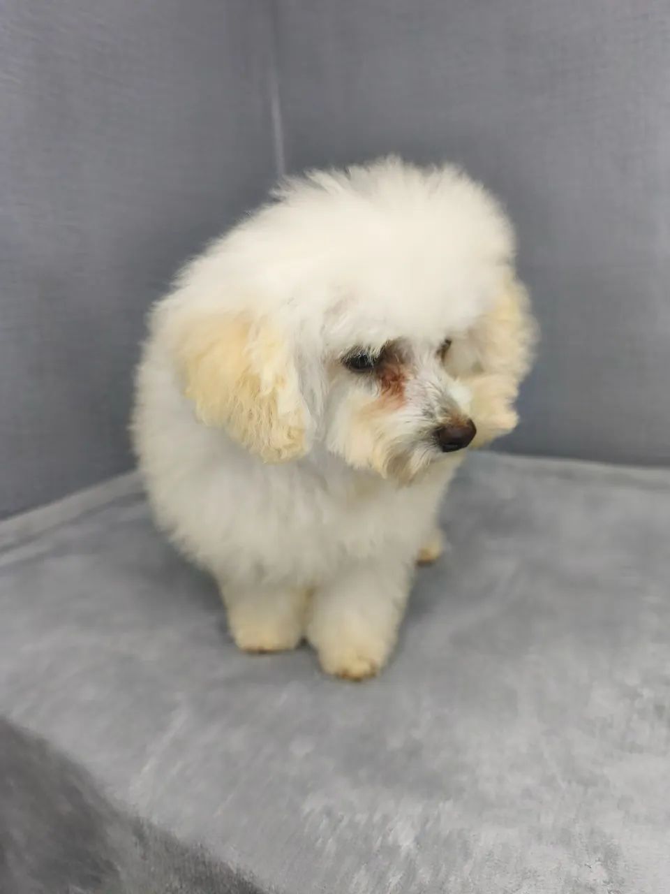 Poodle - Foto 2