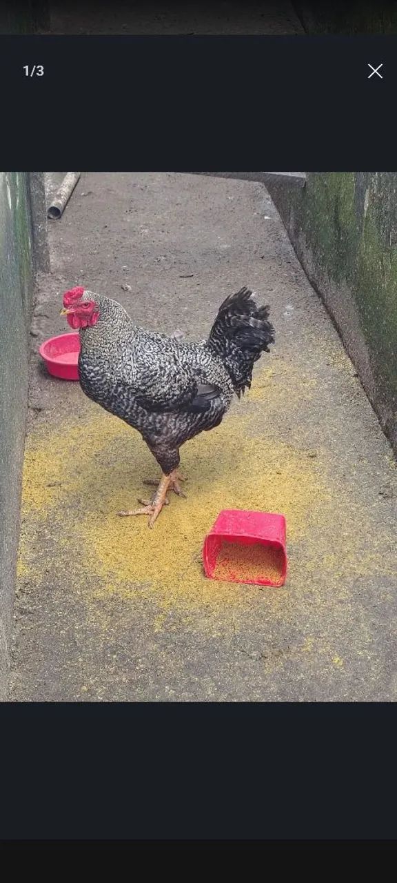 Vendo galo caipira !
