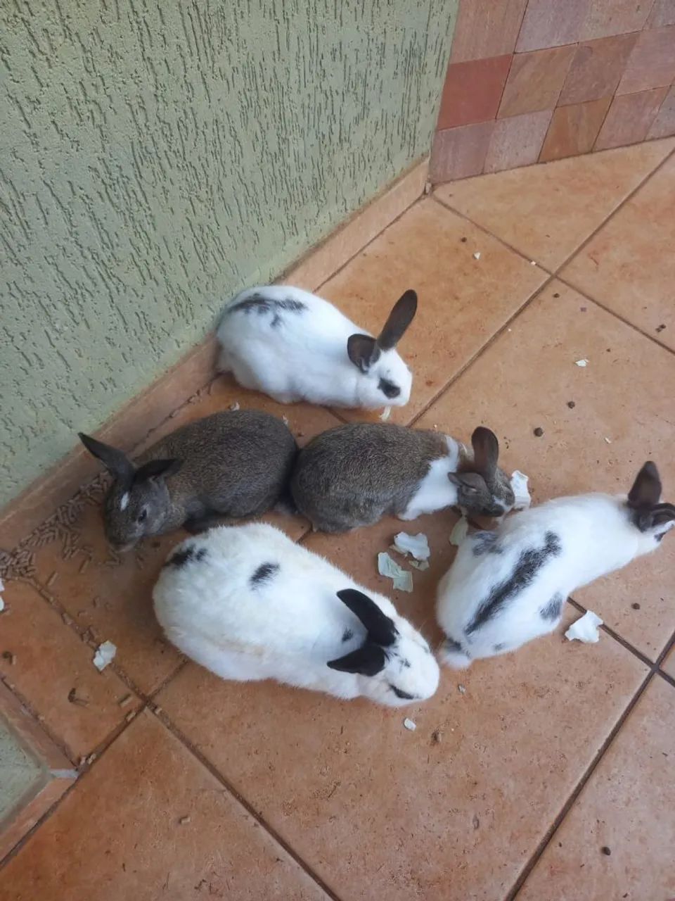 Doação de coelho ? - Foto 3
