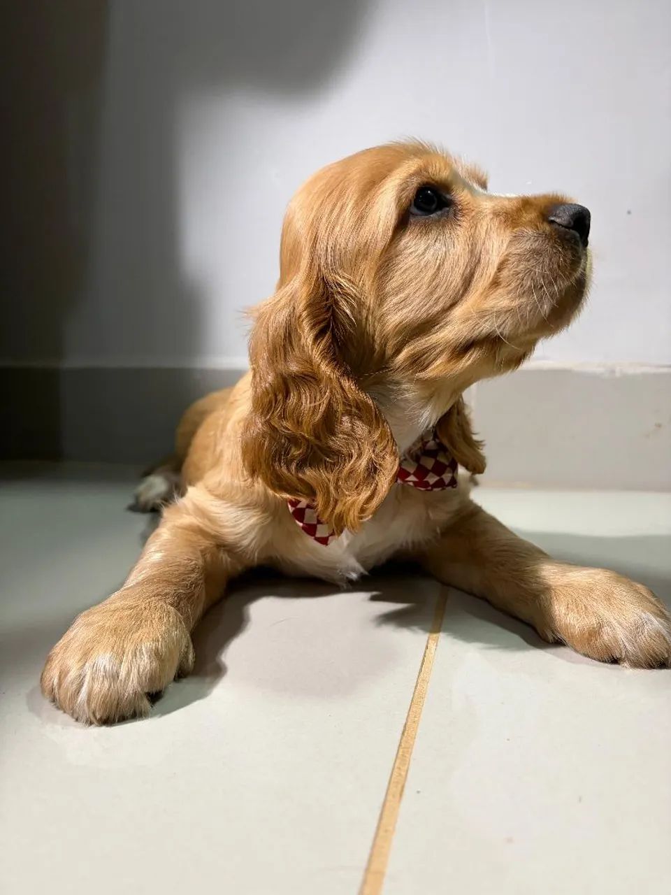 Filhote Cocker Spaniel Macho - Foto 2