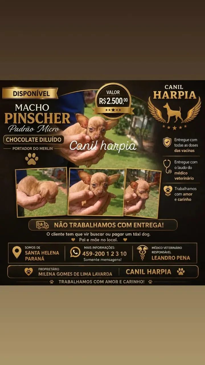 Lindezas disponível 