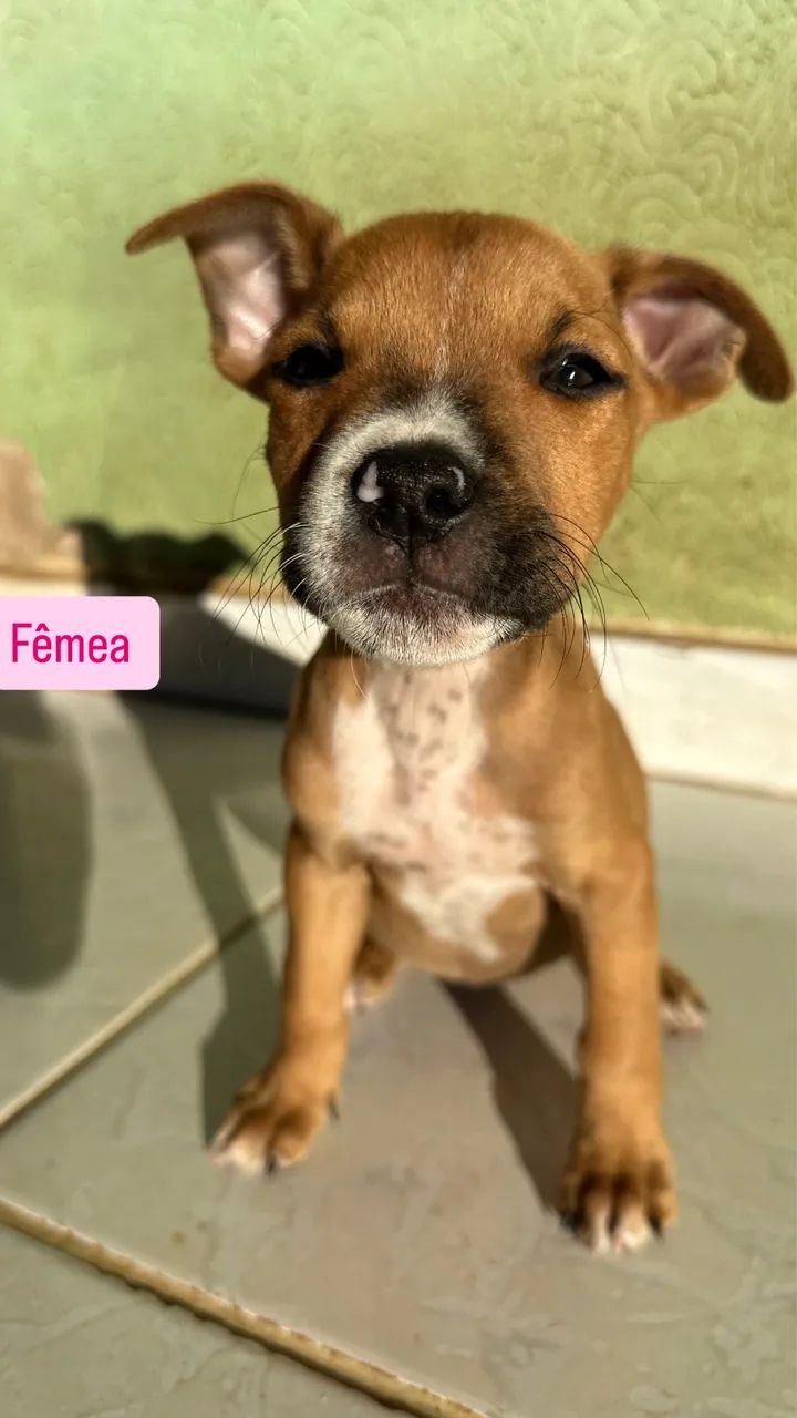 Pitbull  - Foto 4