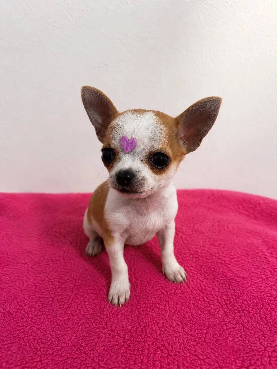 chihuahua  - Foto 2