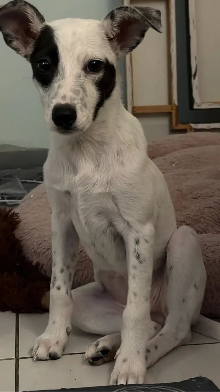 Cachorrinha - Foto 4