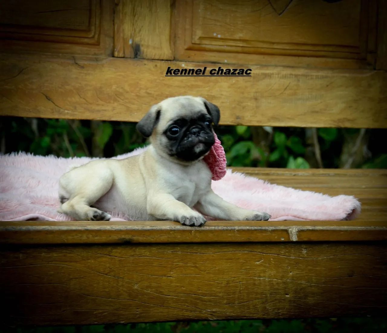Pug mini filhotes amorosos e simpaticos