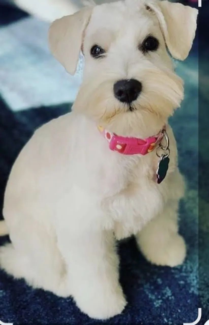 Perfeitos schnauzer  - Foto 4