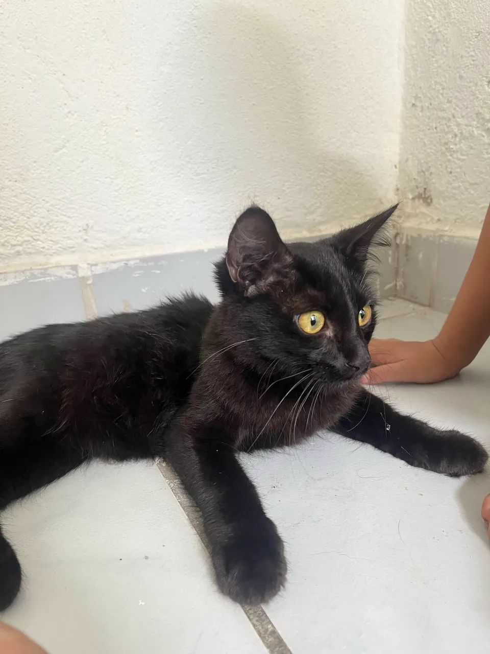 DOAÇÃO DE GATOS
