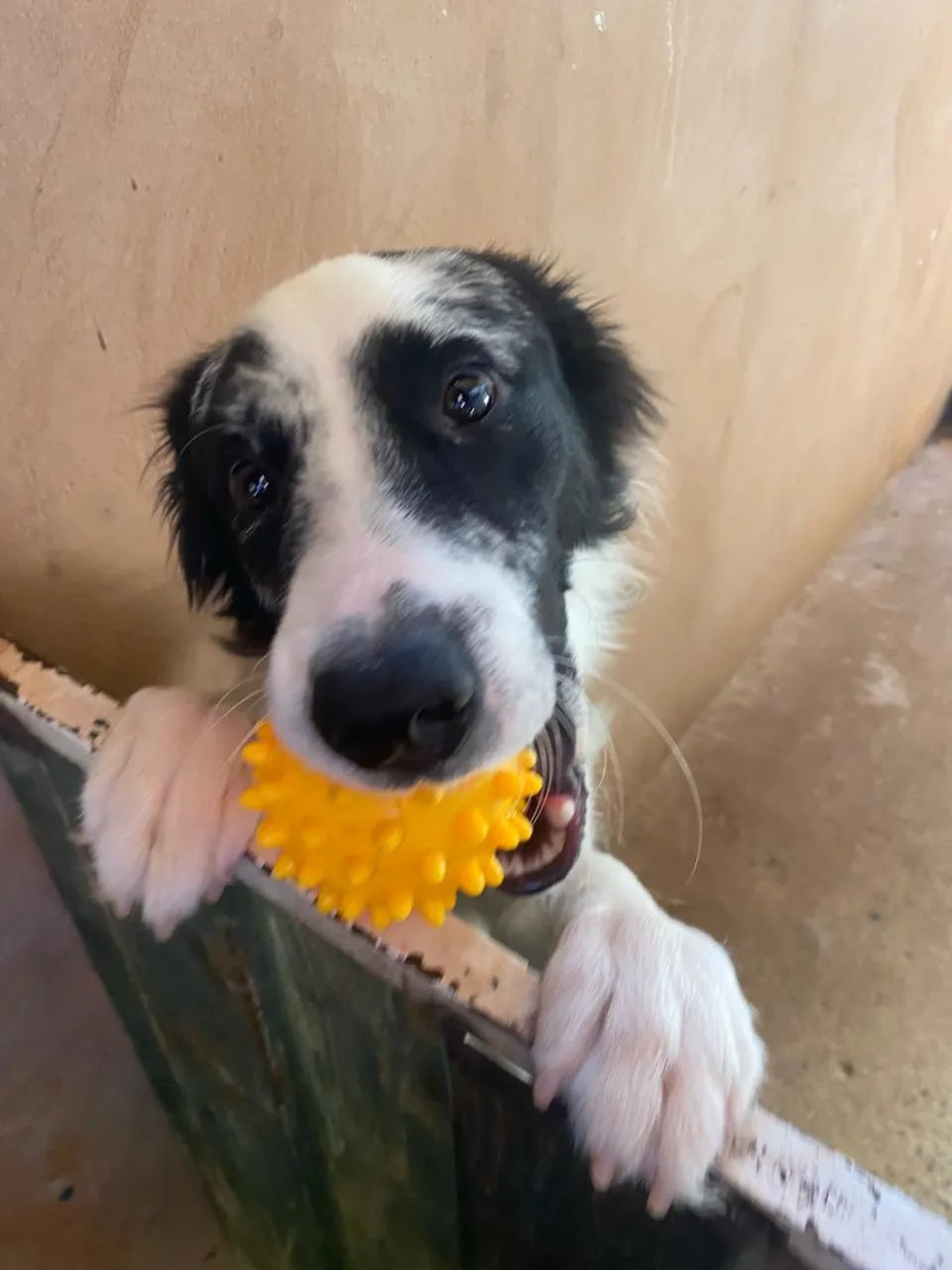 Border collie  - Foto 4