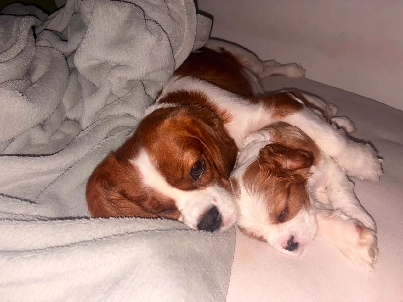 FILHOTES CAVALIER KING  - Foto 3