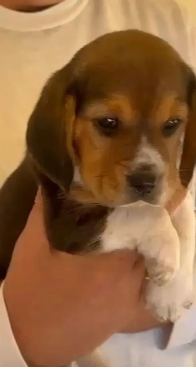 Beagle muito carinhosos
