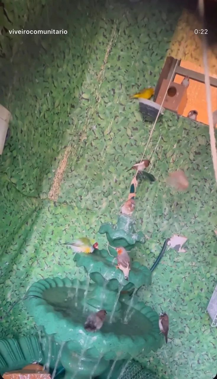 FONTE USADA EM VIVEIRO  - Foto 2