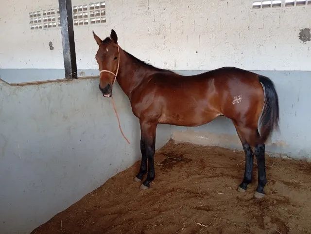 Potro quatro de milha PO - Foto 3