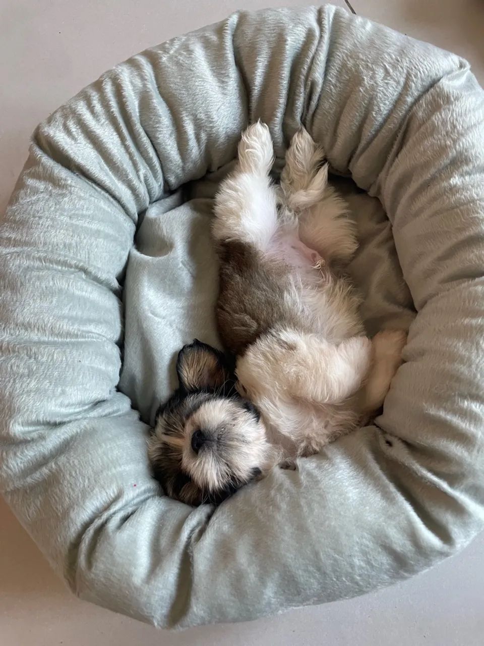 Shih tzu macho  - Foto 3