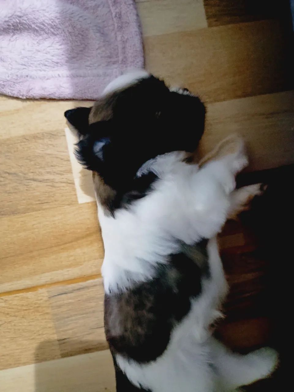 Vendo Shitzu  - Foto 2