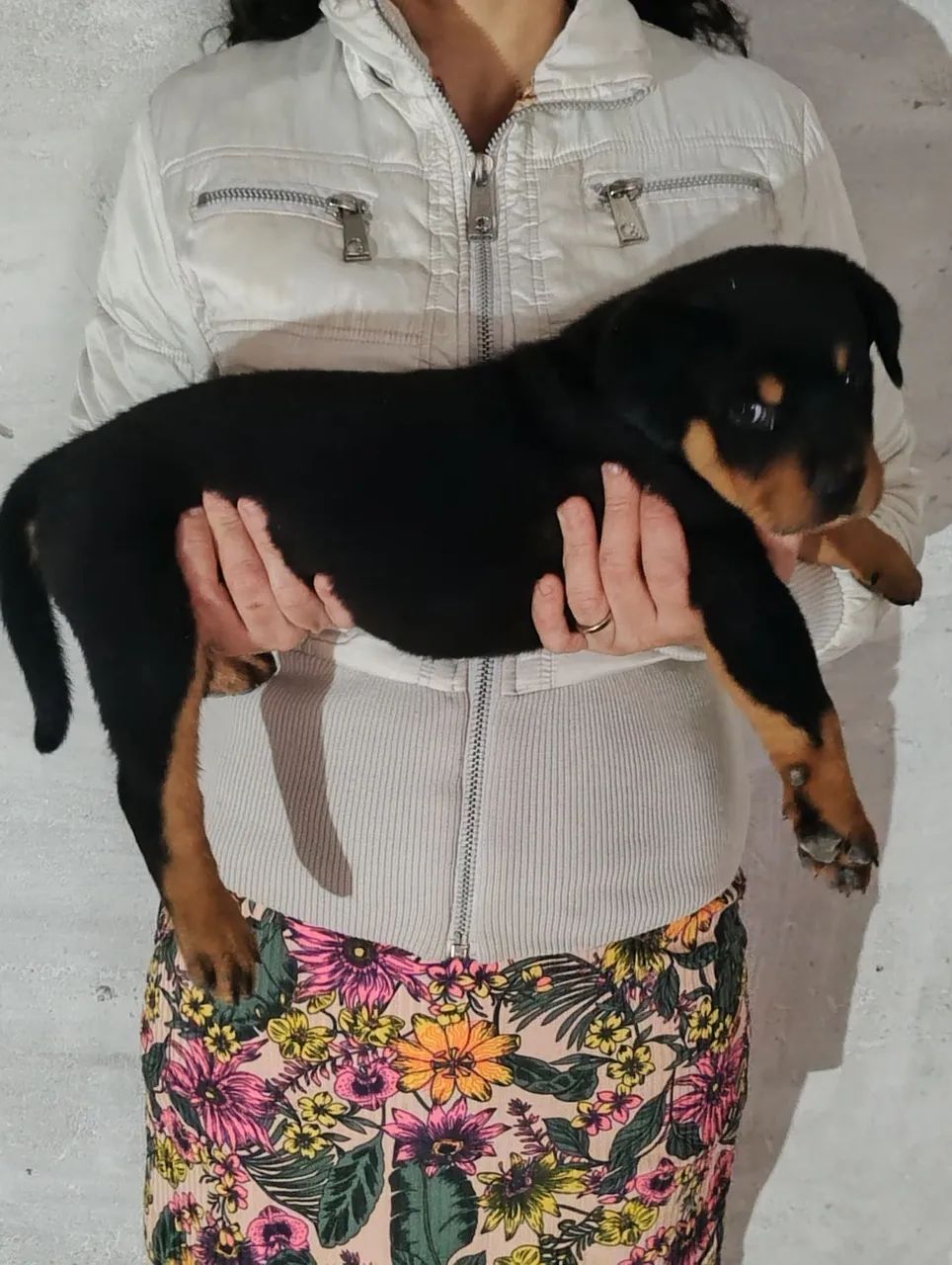Rottweiler  - Foto 4