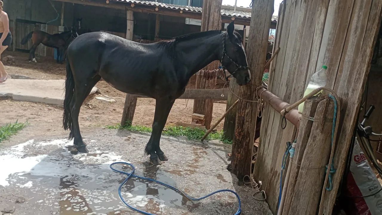 Égua crioula 4 anos na doma - Foto 2