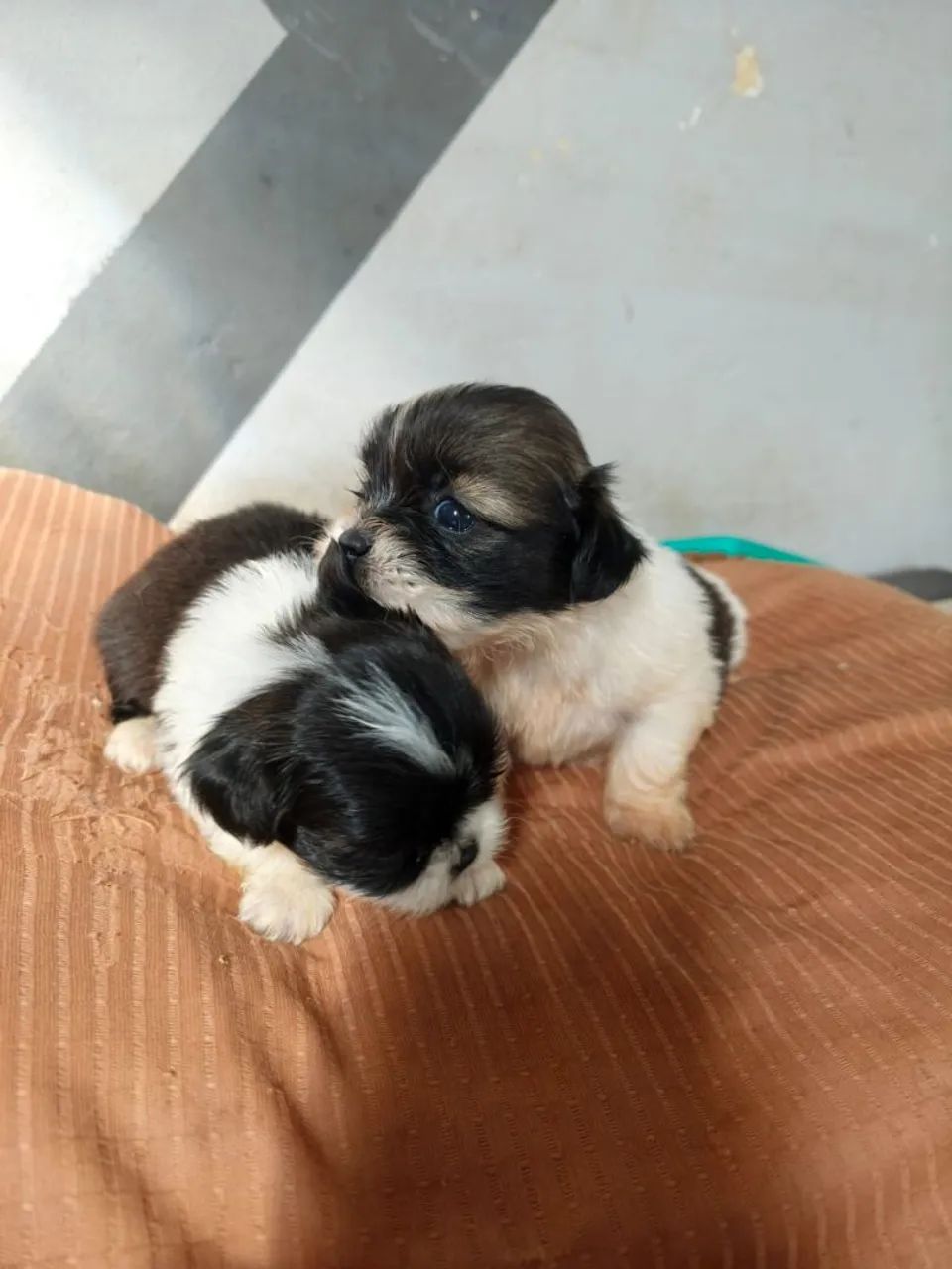 Shihtzu  femea - Foto 3