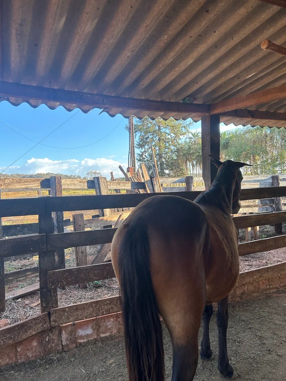 2 cavalos por 1500 $ - Foto 2