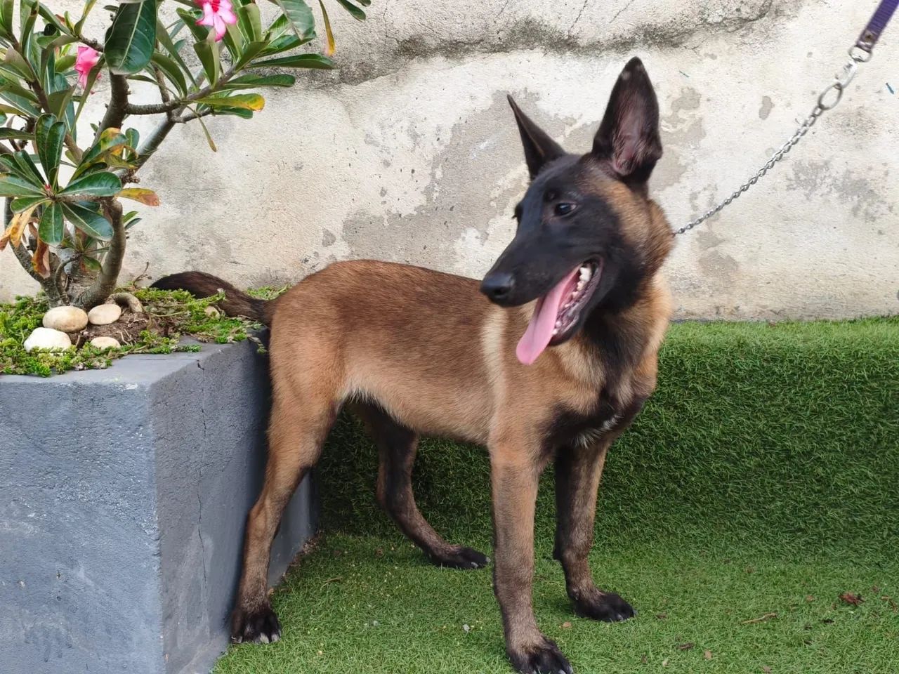 Pastor belga 10× juros  - Foto 2