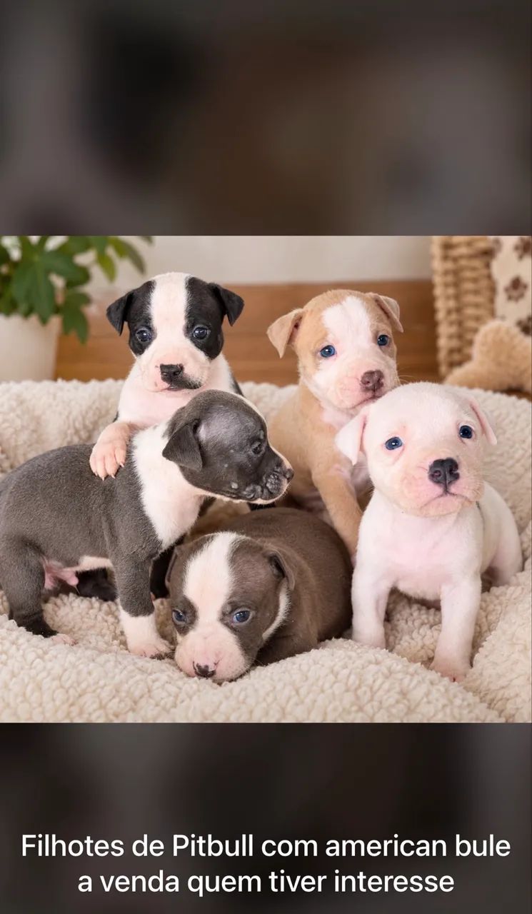 Filhotes de pitbull com american bully.