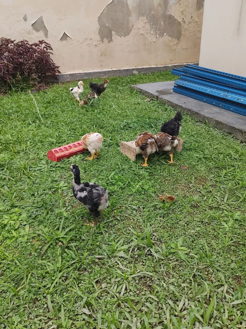 Pintinhos GSB - Foto 4