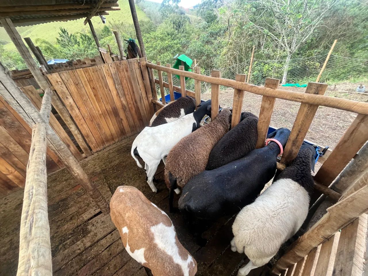 Ovelha e cordeiro - Foto 4
