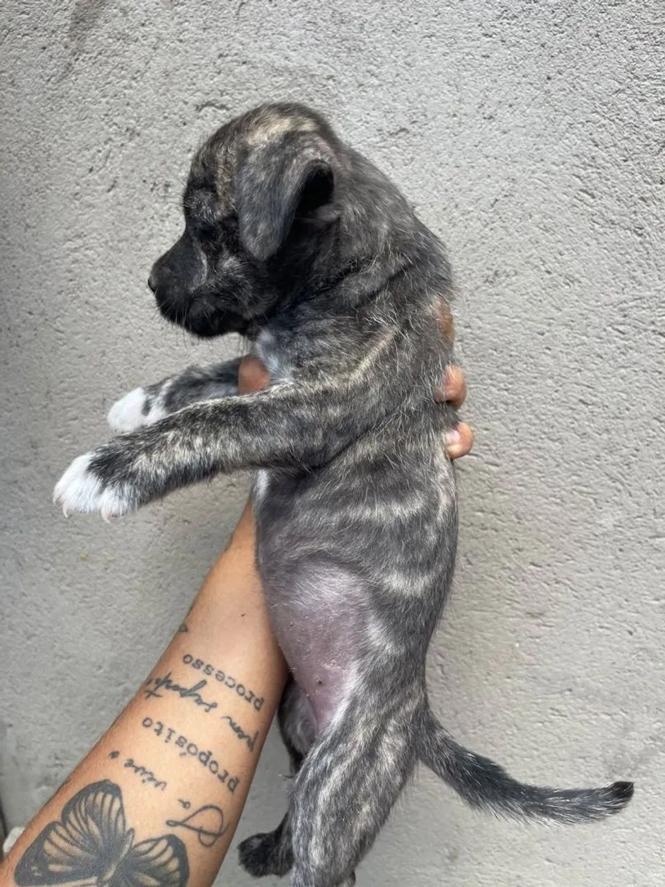 Adoção responsável  - Foto 4
