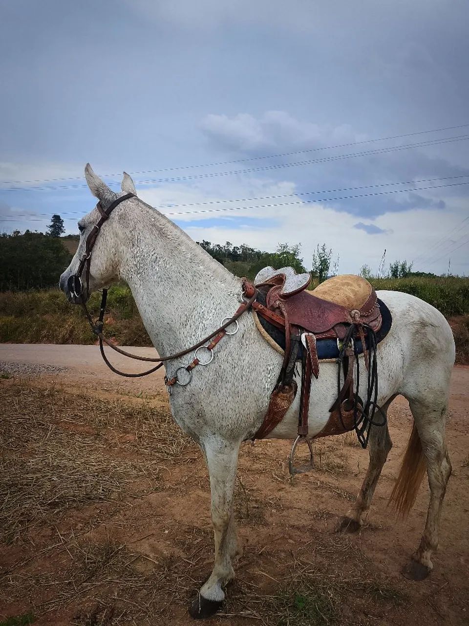 ÉGUA MANGALARGA MARCHADOR  - Foto 2