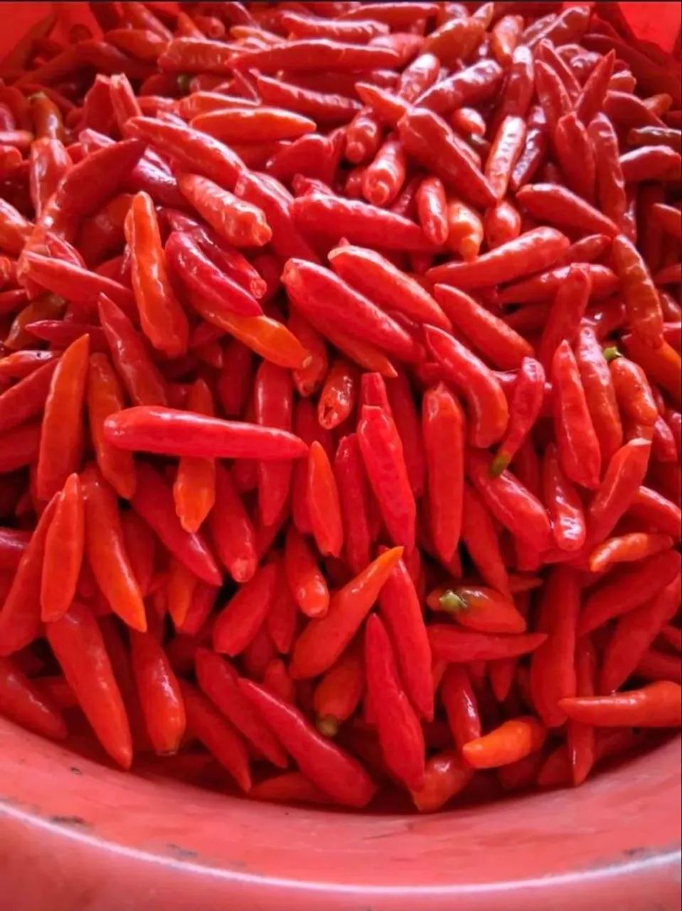 Pimenta malagueta