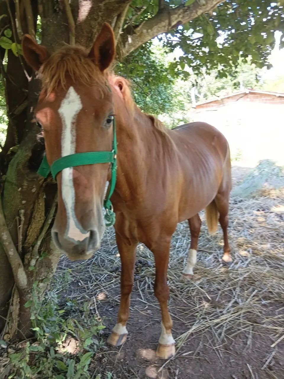Potro QM  - Foto 4