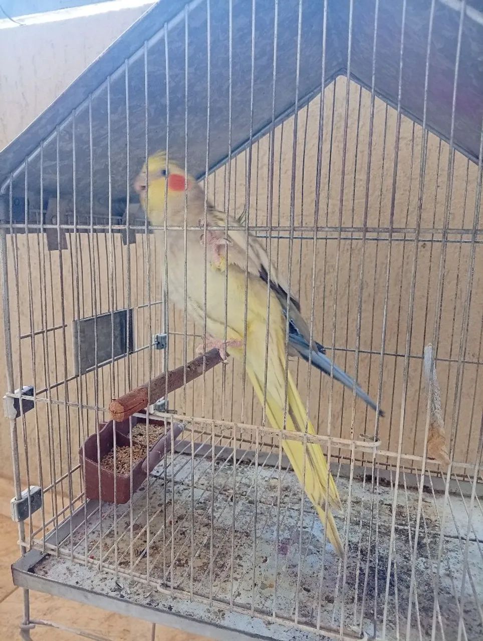 Vendo gaiola pra calopsita  - Foto 2