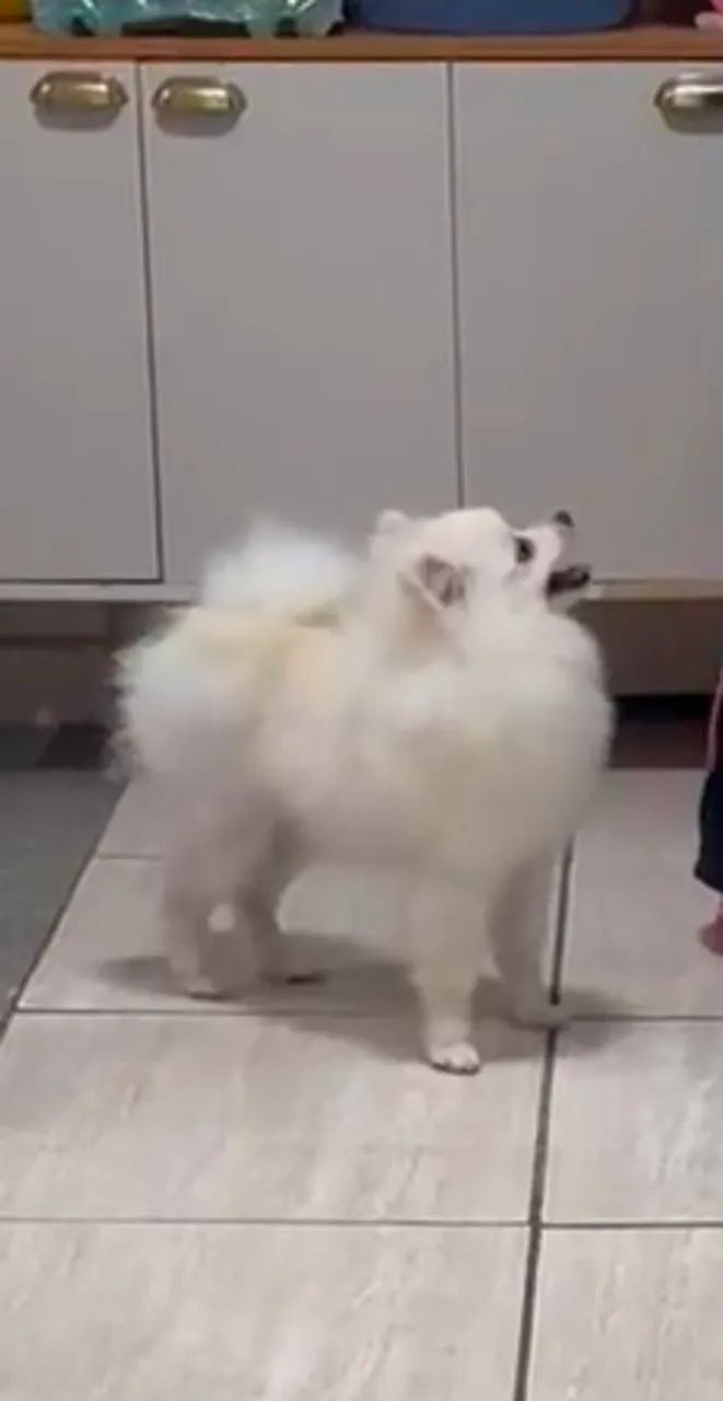 Spitz Alemão Macho  - Foto 2