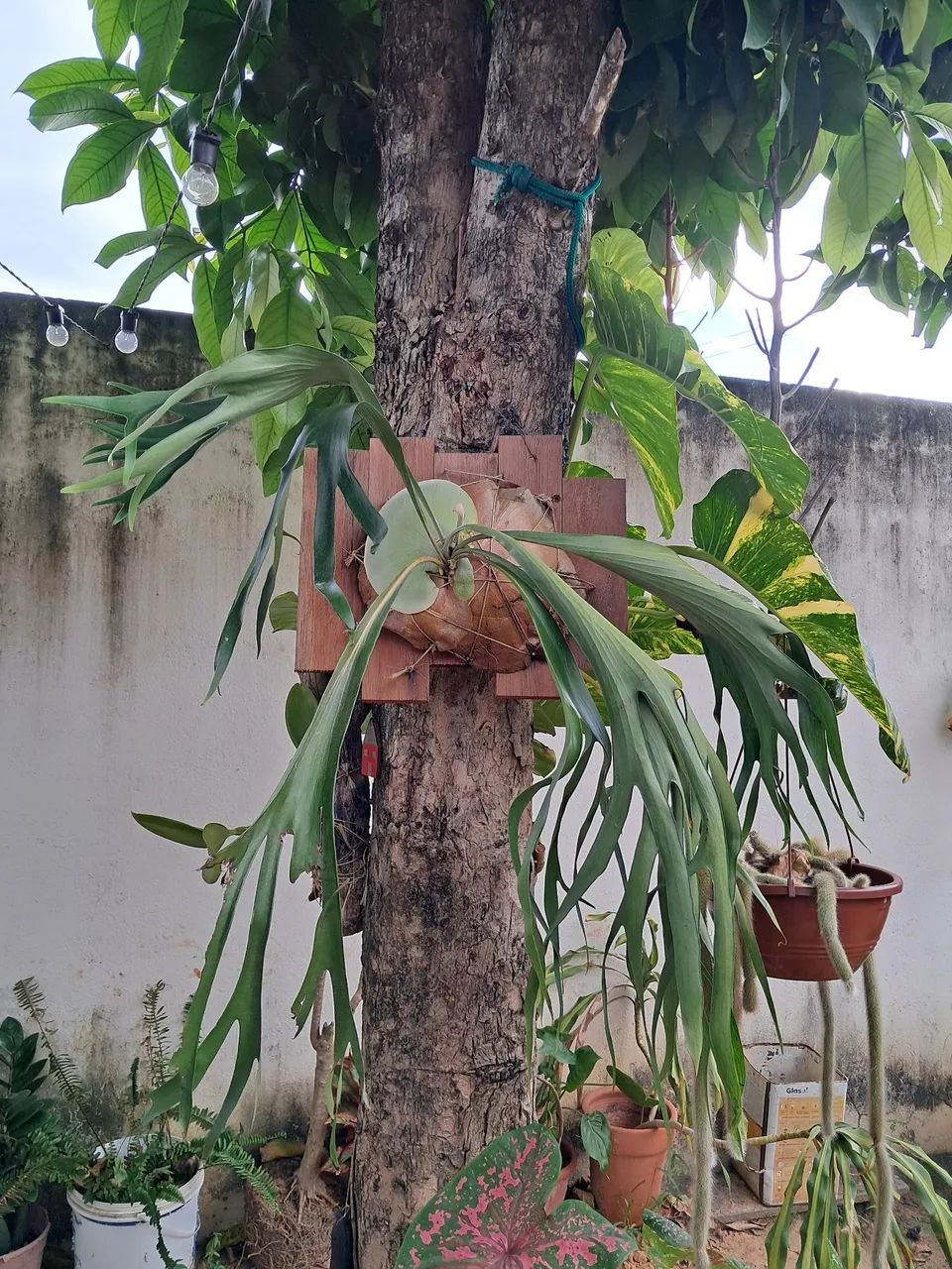 Planta 