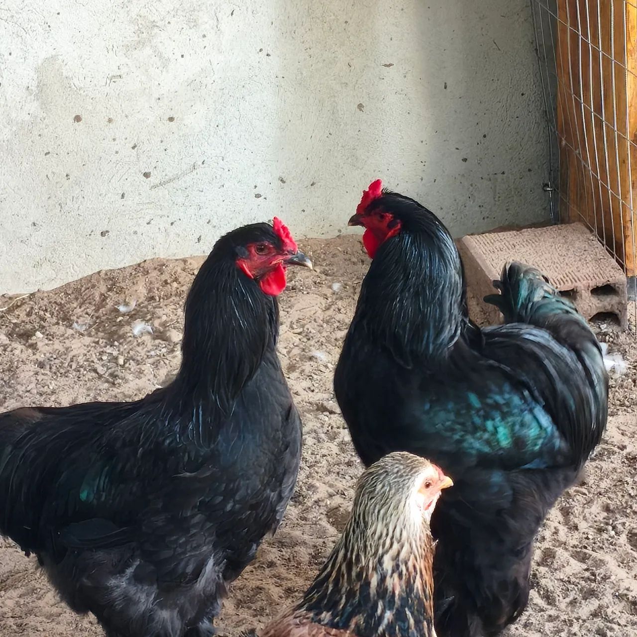 Galo Brahma  - Foto 3