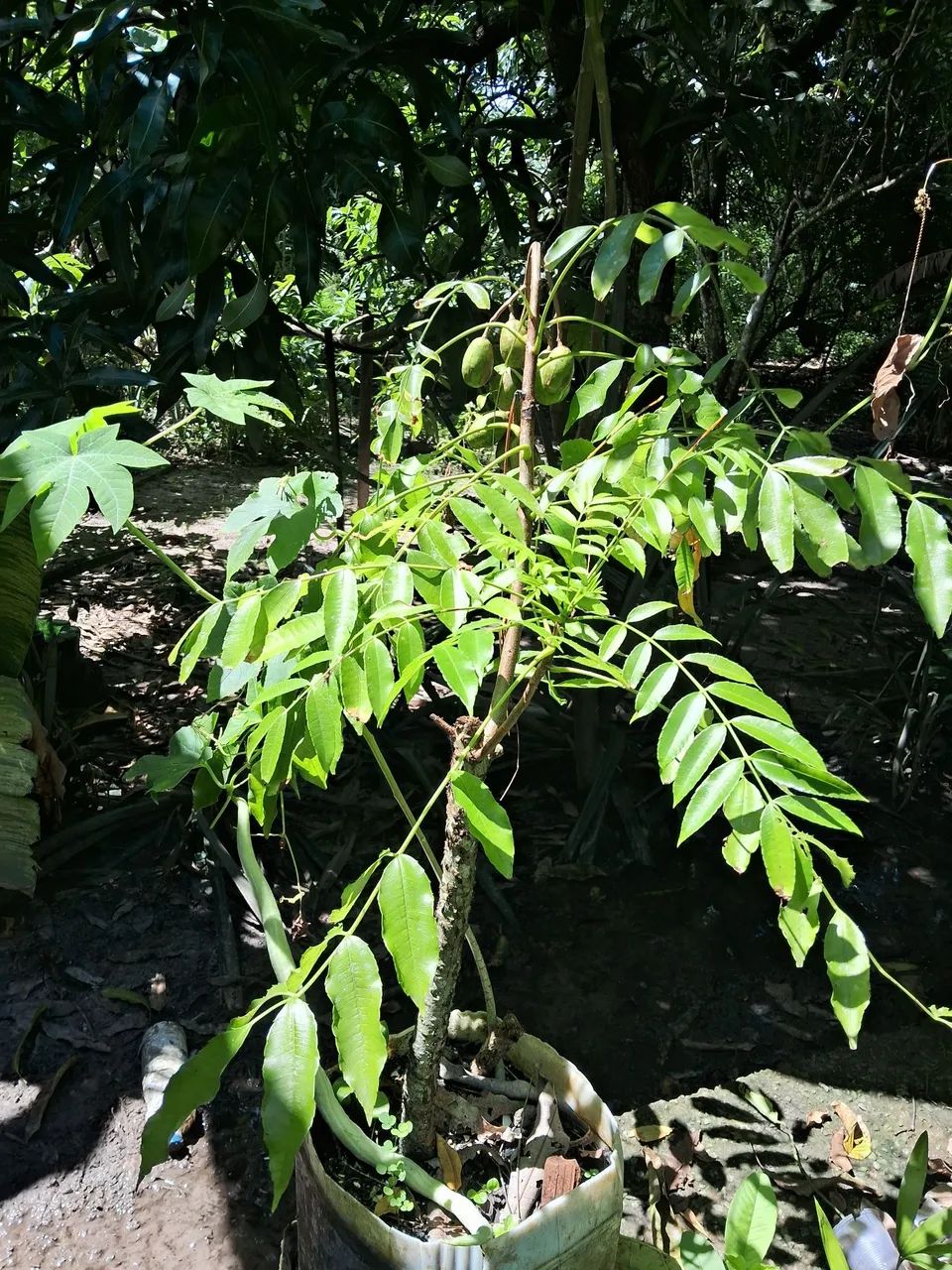 Frutíferas ? - Foto 4
