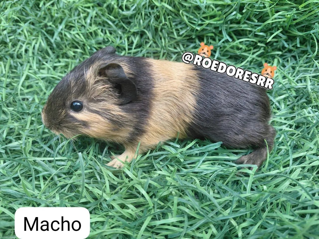 PORQUINHOS DA INDIA  - Foto 2