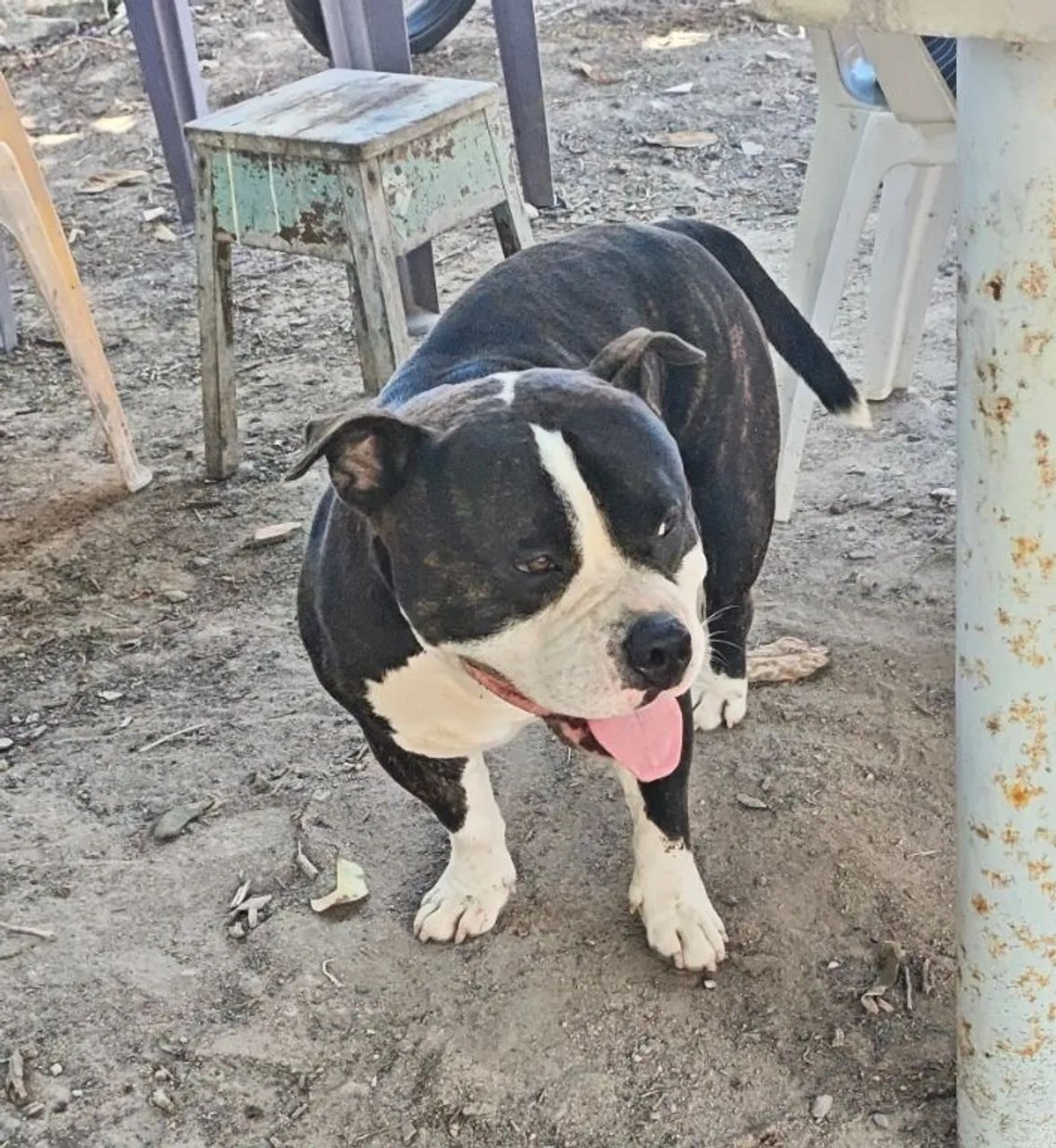 American bully pocket - Foto 3