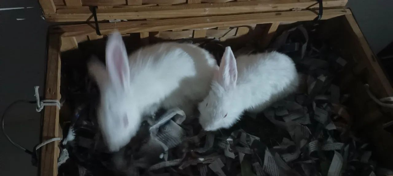 Coelhos filhotes 