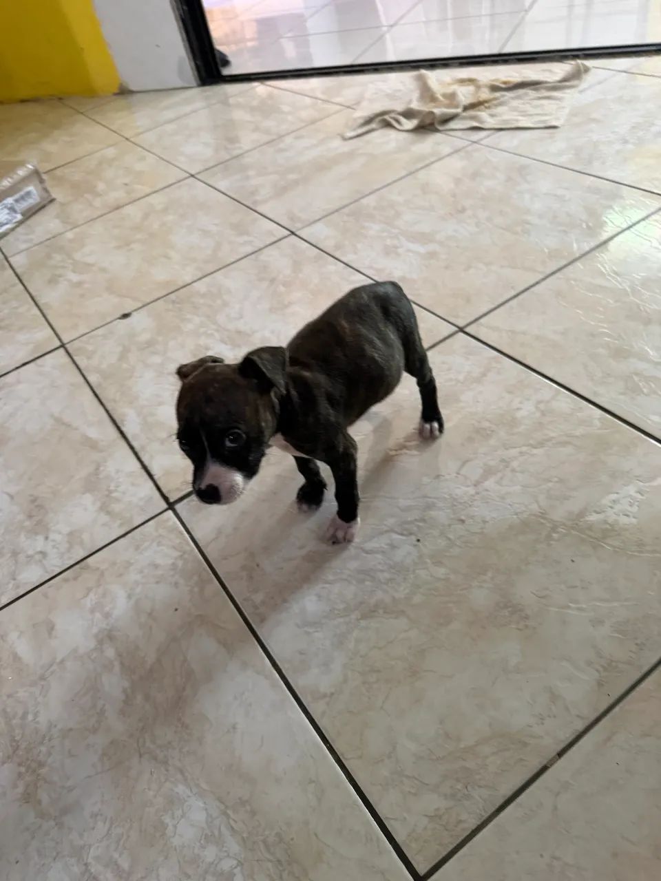 cachorro - Foto 2