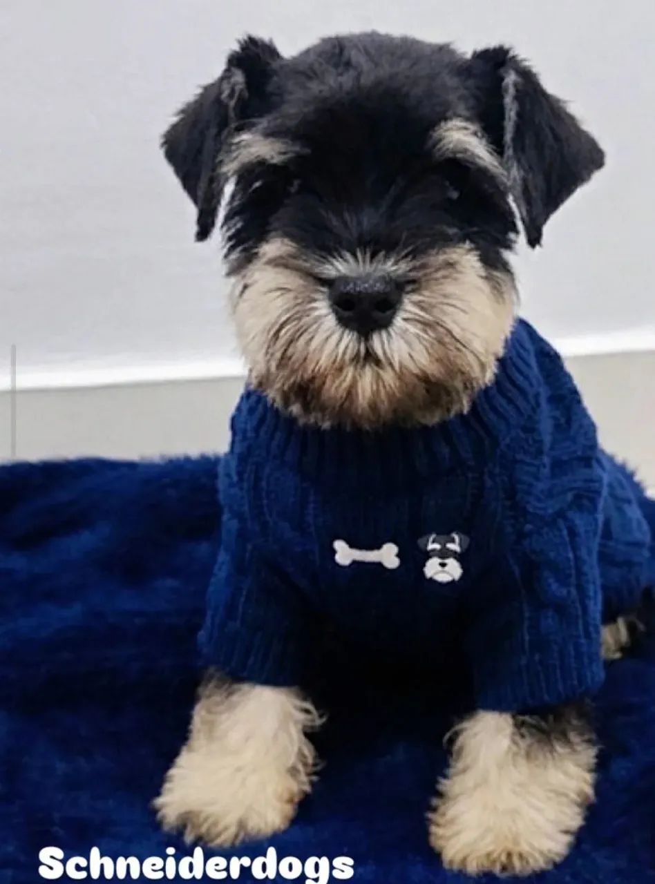 Schnauzer 