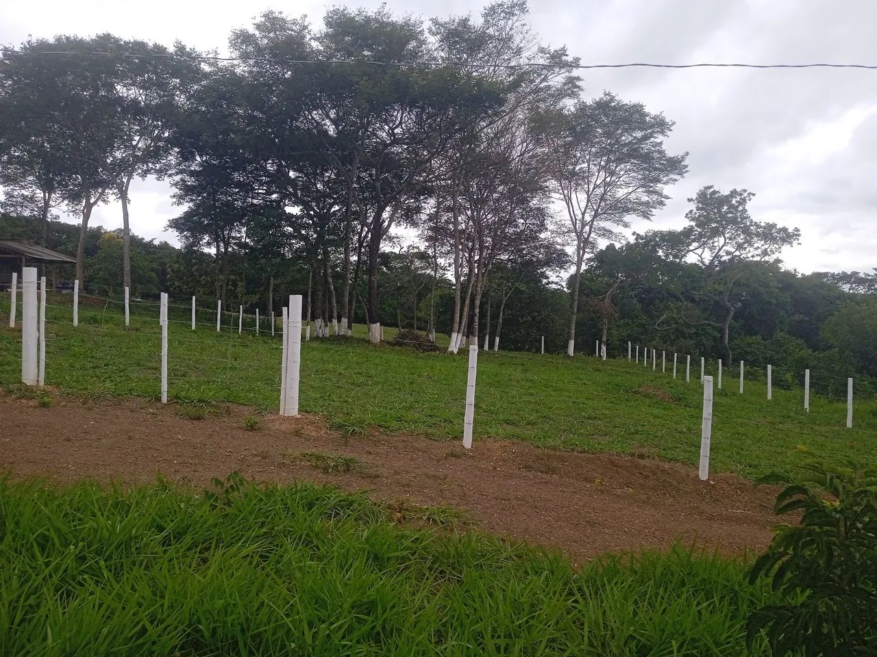Foto - Goiânia - Jardim Goiás