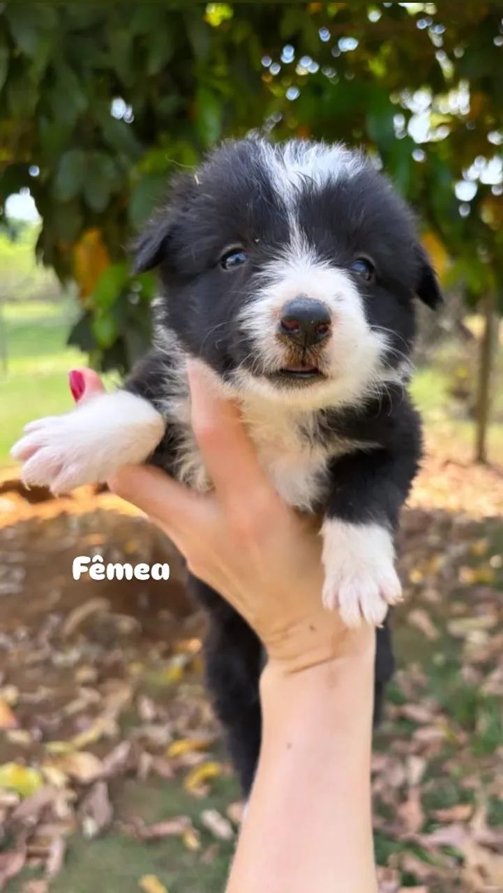 Border Collie Filhotes - Foto 3