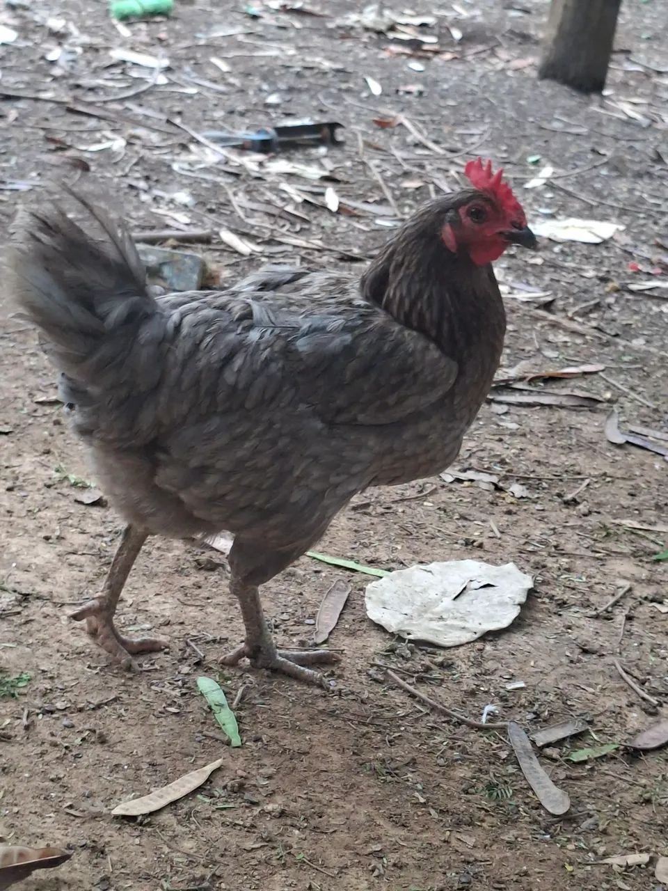 Galinha caipira e galos  - Foto 3