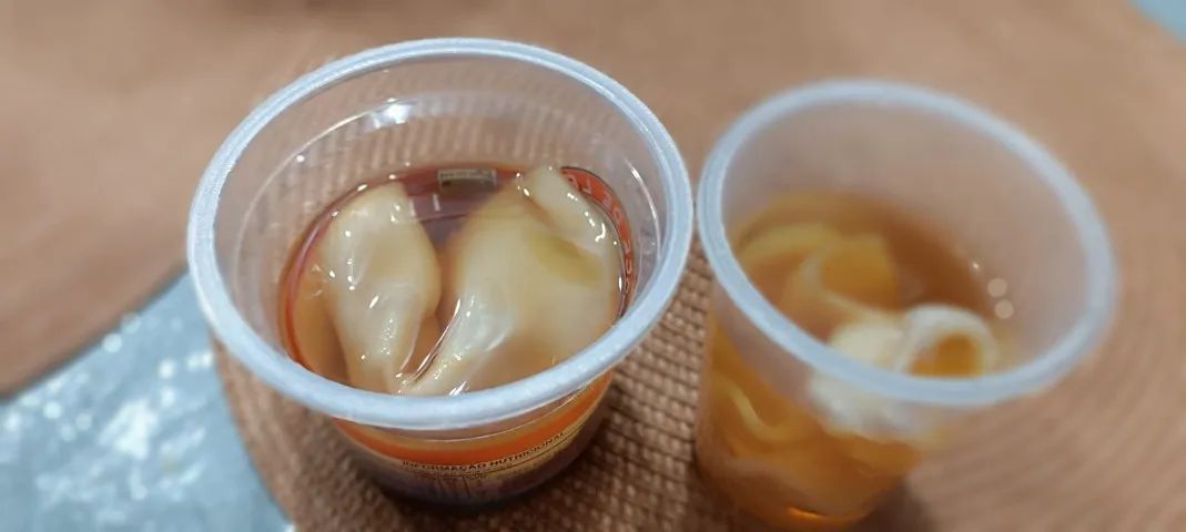 scoby + liquido starter para kombucha
